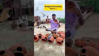 Budgies ki breeding shuru😍 minivlog pigeon kabutar budgies parrot petvlogger [upl. by Otsirave920]