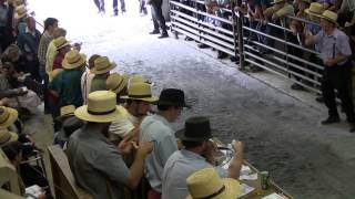 Mels Stables Horse Auction New Holland Pa [upl. by Roxine149]