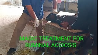 Magic treatment of goat acidosis Ruminal Acidosis Goat Acidity [upl. by Wester984]