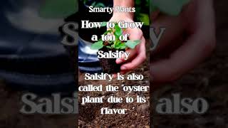 How to grow a ton of Salsify Shoots [upl. by Rusell]