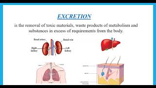 Excretory Urinary Renal System  IGCSE Biology Combined Science  Dr Hanaa Assil [upl. by Aiza]