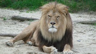 LIONS in India  Wildlife Documentary HD [upl. by Gaston]