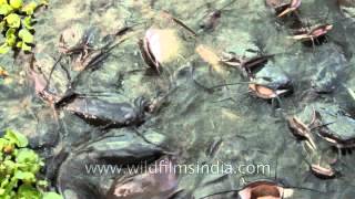 Ugliest fish in the world Catfish in India [upl. by Naivatco]