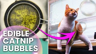 Catnip Bubbles  DIY Recipe  Crafty [upl. by Kappenne]