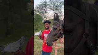 Kabuter ne ki help ghodi ko dhudhne me😍👌👍👍👏👏birds horse kabutar [upl. by Einehpets]