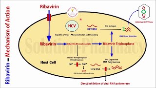 Topic 48 Antiviral Drugs  Ribavirin Anti Hepatitis C Virus Drug  Mechanism of Action  Antiviral [upl. by Narmi]