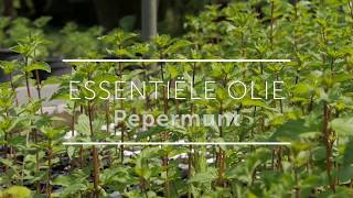 Pepermunt Essentiële Olie [upl. by Donall]