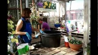 Kings Nursery Shows You How to Make Color Pots with Bulbs Planted Part 1 [upl. by Akimyt]