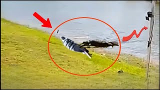 Alligator attacks Woman in Florida  Leaps Out of Water and Drags Her Into the Lakeit kiled her 😥 [upl. by Glantz589]