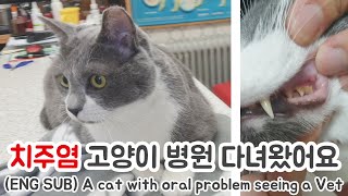 고양이 치주염 병원 다녀왔어요 병원비 정보 ENG SUB cat having tartar and periodontal disease  냥반 김선달 [upl. by Weidar889]