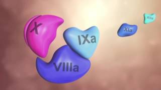 Coagulation Cascade Animation  Physiology of Hemostasis [upl. by Yessac]