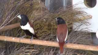 Tricolor Munia  BirdSpyAus [upl. by Crist513]