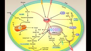 Is this molecule the cause of fibromyalgia symptoms [upl. by Liam]