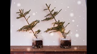 Kerstboom in een vaas [upl. by Winonah]