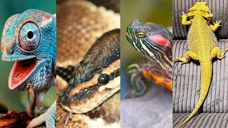 4 DE LOS MEJORES REPTILES PARA TENER COMO MASCOTA [upl. by Noneek29]