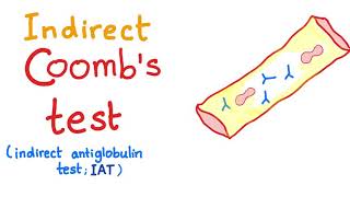 Indirect Coombs Test [upl. by Jehanna]