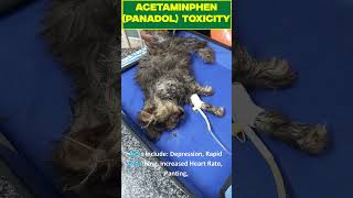 AcetaminophenPanadol Toxicity in Cats [upl. by Nomsed177]