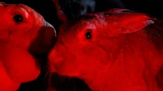 NIGHT OF THE LEPUS 1972  Music by Jimmie Haskell [upl. by Anrak539]