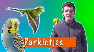 Parkietjes  DierenpraatTV [upl. by Nehtanhoj]