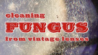 Cleaning FUNGUS from vintage lenses Tools and method [upl. by Proulx918]