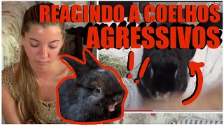 REAGINDO A VÍDEOS DE COELHOS AGRESSIVOS2º Vídeo [upl. by Simah]