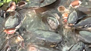 Gaping mouths and whiskers ahoy Catfish in India [upl. by Nylynnej]