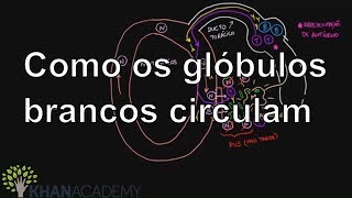 Como os glóbulos brancos circulam  Vida e evolução  Khan Academy [upl. by Gilli275]