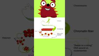 Nucleosomal model 11th biology 12th biology ncert biology neet Biology shorts [upl. by Nnairda]