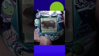 This new Tamagotchi is strange tamagotchi moodeng hippo animals pets tamagotchiuni shorts [upl. by Camellia289]