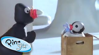 Pingu and Pinga 🐧  Pingu  Official Channel  Cartoons For Kids [upl. by Atiniv]