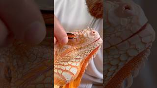 Always here to help 🧡 reptile iguana lizard exoticpets rediguana dinosaur [upl. by Orly]