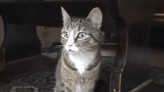 Angry Cat makes Funny Sounds [upl. by Jarita]