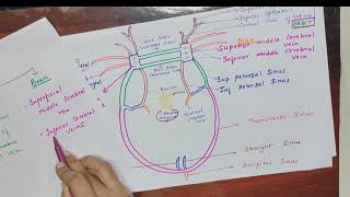 CAVERNOUS SINUS ANATOMY HEAD AND NECKWITH NOTESIN TAMIL [upl. by Sorcha]