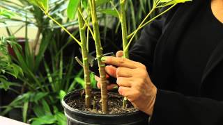 How to Prune a Schefflera Plant  Gardening amp Plant Care [upl. by Nylknarf665]