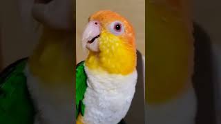 Main neel gagan me udata hunaturelovers natureshorts meintota mainmitthu parrot [upl. by Adamik]