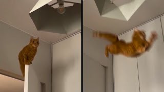 Typical Orange Cat Behavior [upl. by Spielman691]