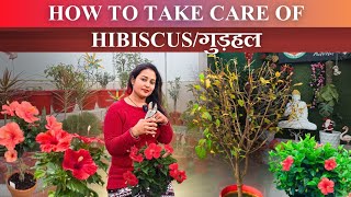 How to take care of hibiscus Plantगुड़हल 🌺 After Dormancy care tips [upl. by Zoellick368]