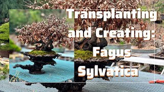 Transplanting and Creating The Process of a Fagus Sylvatica Beech Bonsai [upl. by Lynett57]