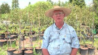 How to Grow Pecan Trees [upl. by Vere]