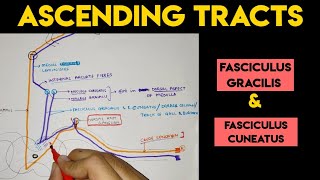 Ascending Tracts  2  Spinal Cord [upl. by Egon]