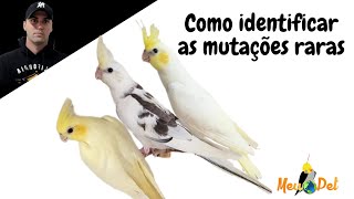 Mutações raras de calopsitas  como identificar [upl. by Rosana]