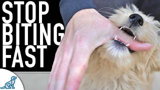 5 Ways You Are Making The Puppy Biting Worse [upl. by Llerrehs276]