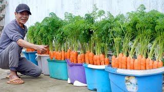 How To Grow Carrots At Home Very Simple Every Season Has Clean Carrots To Eat [upl. by Meador]