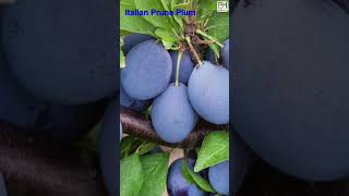 Top 20 PLUM Fruit Variety 1 min HowWhat Make Nature Crop Plant [upl. by Gretal]