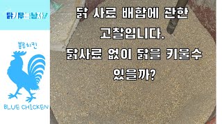 닭사료를 직접 만들어서 닭사료 없이 닭을 키울수 있을까Feat 청계닭 보더콜리 거위Cheonggye Chicken Amerucana goose Border Collie [upl. by Nalyd]