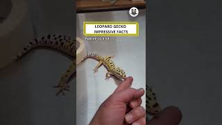 Leopard Gecko Impressive Facts shorts animals funny [upl. by Ivonne746]