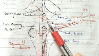 Trigeminal Pathway Central Nervous System [upl. by Moira554]