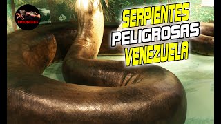 LAS SERPIENTES MAS PELIGROSAS DE VENEZUELA [upl. by Carlyn]