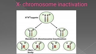 X Inactivation Mechanism of X chromosome inactivation with calico cat example [upl. by Daniala]