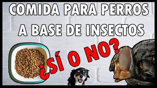 🐶MEJOR PIENSO PARA PERROS🐛  Hecho con INSECTOS🧐 [upl. by Winslow583]